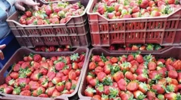 سعر الفراولة اليوم في القليوبية مع تحديثات سوق الفاكهة الاثنين